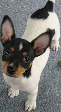Toy Terrier